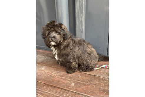 成約済の山口県のミックス犬-378419の2枚目