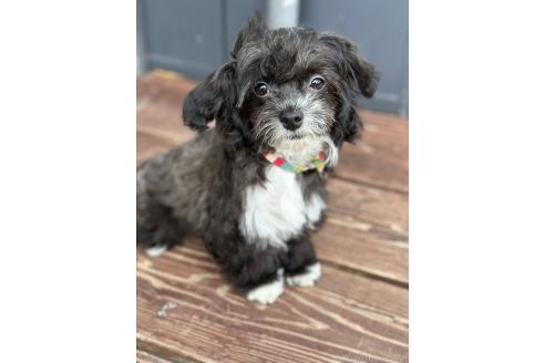 販売中の山口県のミックス犬-378412
