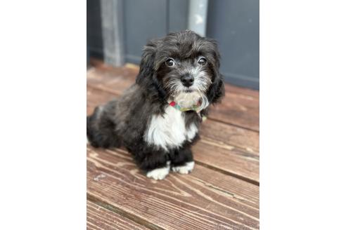 販売中の山口県のミックス犬-378412の3枚目
