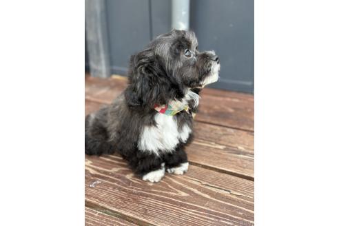 販売中の山口県のミックス犬-378412の2枚目