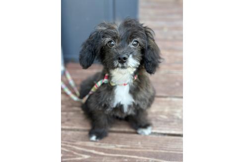 販売中の山口県のミックス犬-381603