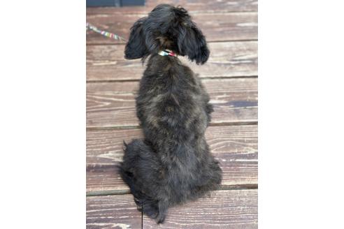 販売中の山口県のミックス犬-381603の3枚目