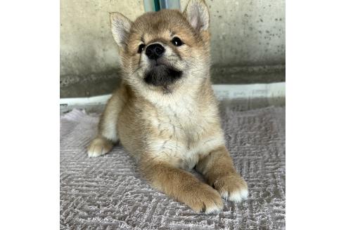 成約済の群馬県の柴犬-389526の7枚目