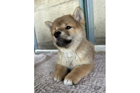 成約済の群馬県の柴犬-389526の6枚目