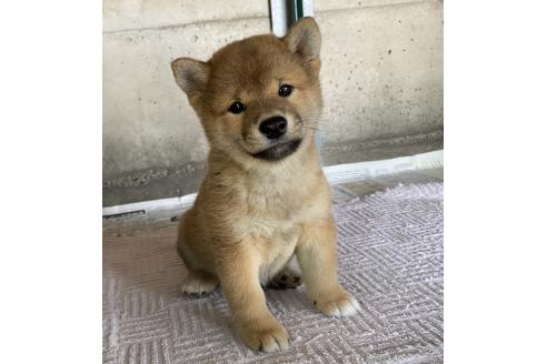 成約済の群馬県の柴犬-389526の5枚目