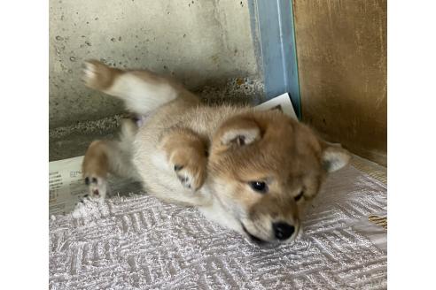 成約済の群馬県の柴犬-389526の4枚目