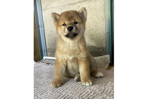 成約済の群馬県の柴犬-389526の3枚目