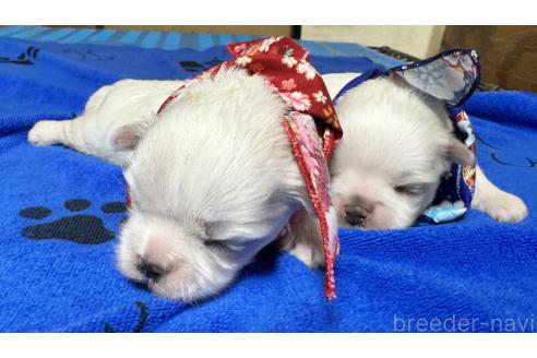販売中の茨城県のマルチーズ-387241の1枚目