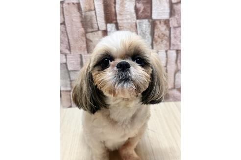 チコちゃん1枚目