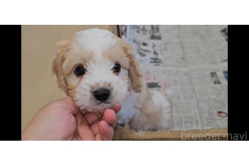 成約済の愛知県のミックス犬-384157の6枚目