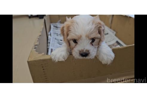 成約済の愛知県のミックス犬-384157の4枚目