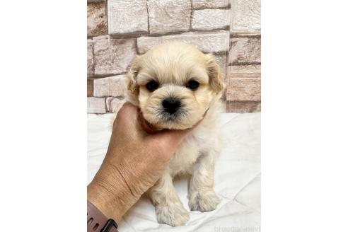 販売中の山口県のミックス犬-387247の1枚目