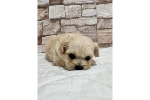 販売中の山口県のミックス犬-387247の4枚目