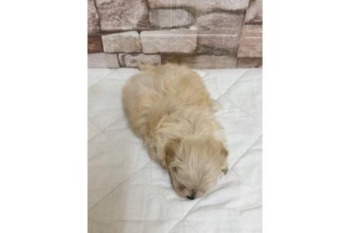 販売中の山口県のミックス犬-387247の3枚目