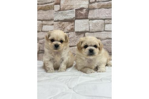 販売中の山口県のミックス犬-387247の2枚目