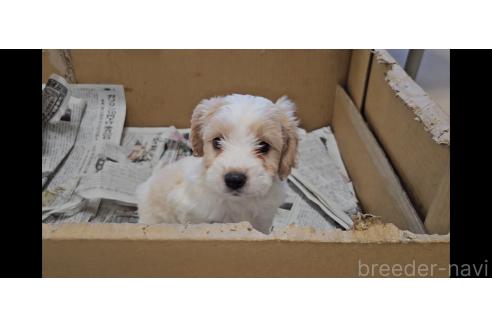 成約済の愛知県のミックス犬-384155の7枚目