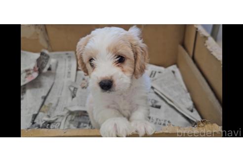 成約済の愛知県のミックス犬-384155の6枚目