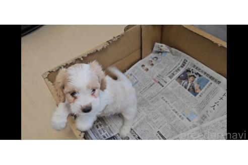 成約済の愛知県のミックス犬-384155の5枚目