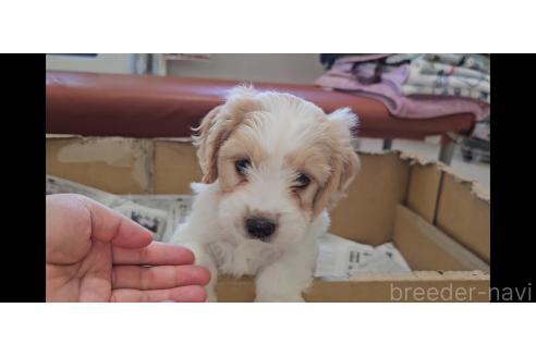 成約済の愛知県のミックス犬-384155の4枚目