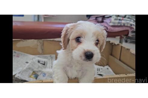 成約済の愛知県のミックス犬-384155の3枚目