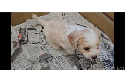 成約済の愛知県のミックス犬-384155の2枚目