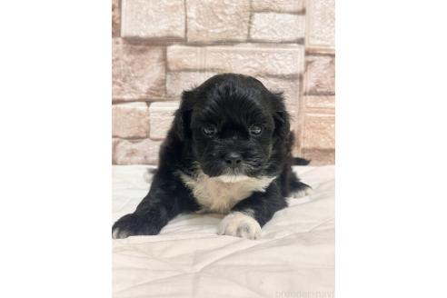 販売中の山口県のミックス犬-387249