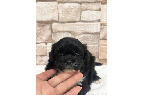 販売中の山口県のミックス犬-387249の4枚目