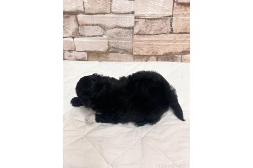 販売中の山口県のミックス犬-387249の3枚目