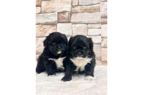 販売中の山口県のミックス犬-387249の2枚目