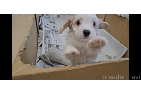 成約済の愛知県のミックス犬-381882の7枚目