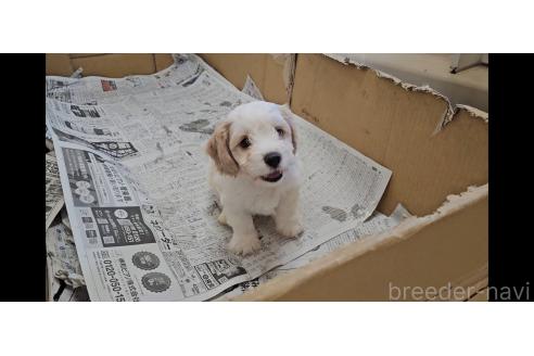 成約済の愛知県のミックス犬-381882の3枚目
