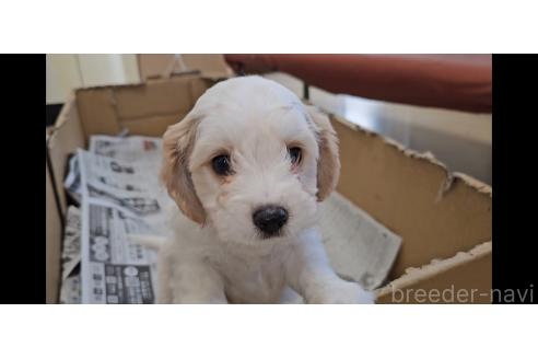 成約済の愛知県のミックス犬-381882の2枚目