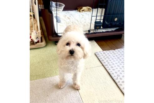 販売中の静岡県のティーカッププードル-333490