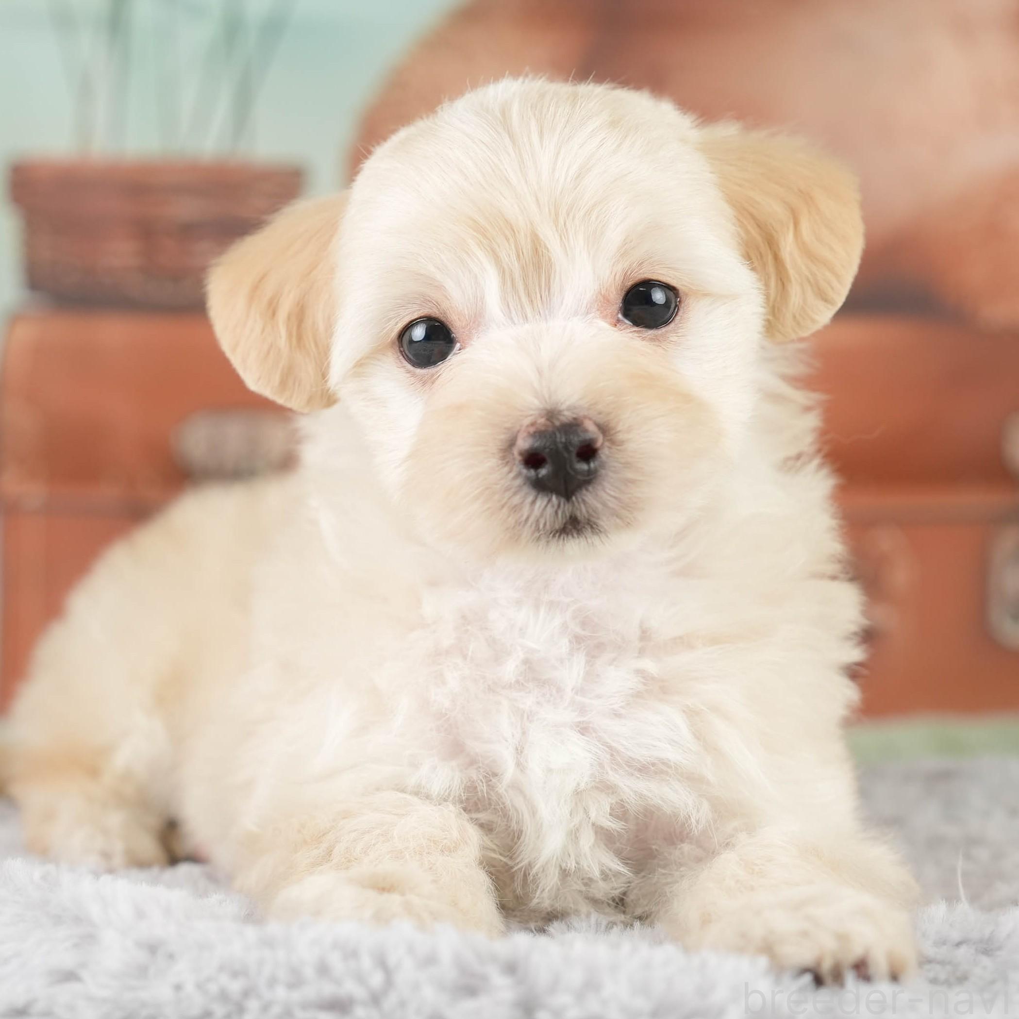 販売中の埼玉県のミックス犬-387268