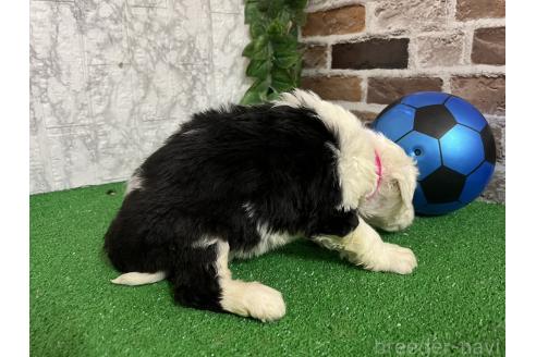 販売中の愛知県のオールドイングリッシュシープドッグ-387284の6枚目