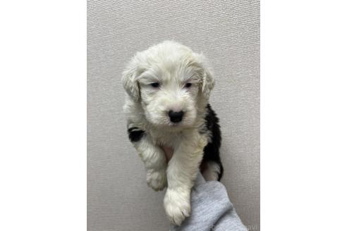販売中の愛知県のオールドイングリッシュシープドッグ-387284の2枚目