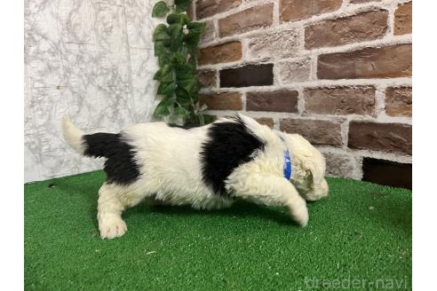 販売中の愛知県のオールドイングリッシュシープドッグ-387286の7枚目