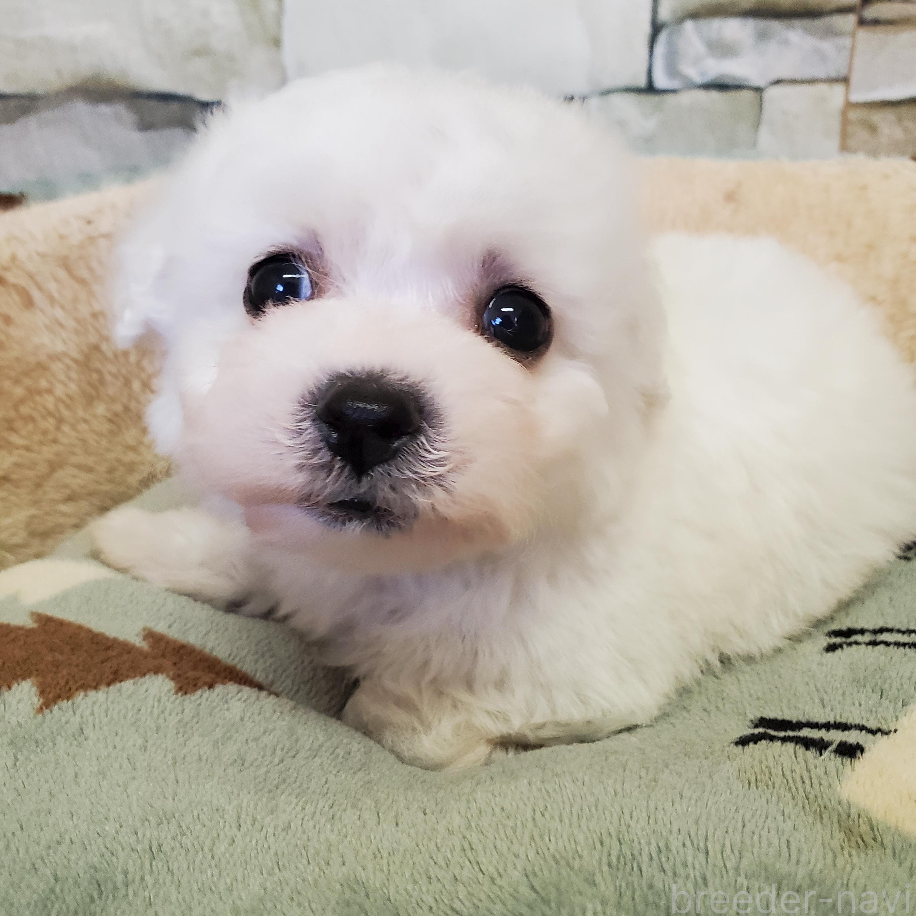 販売中の広島県のビションフリーゼ-382469