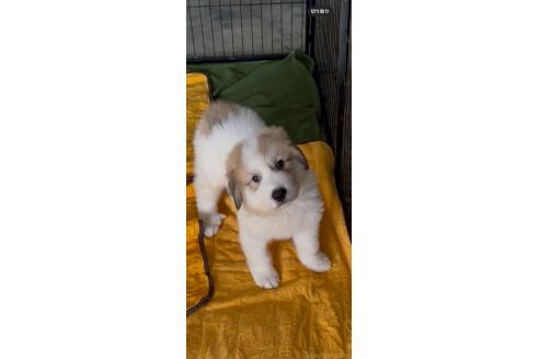 販売中の佐賀県のグレートピレニーズ-387312の3枚目
