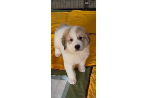販売中の佐賀県のグレートピレニーズ-387312の2枚目