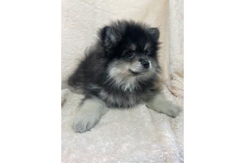 販売中の北海道のポメラニアン-387327の4枚目