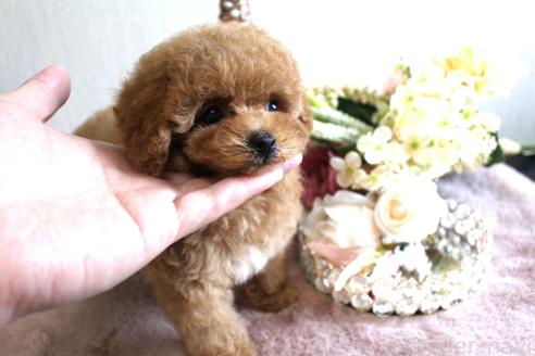 販売中の茨城県のタイニープードル-387334の6枚目