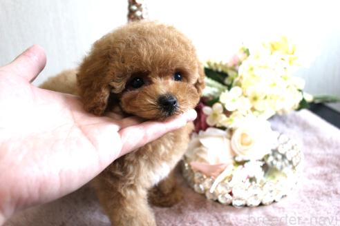 販売中の茨城県のタイニープードル-387334の5枚目