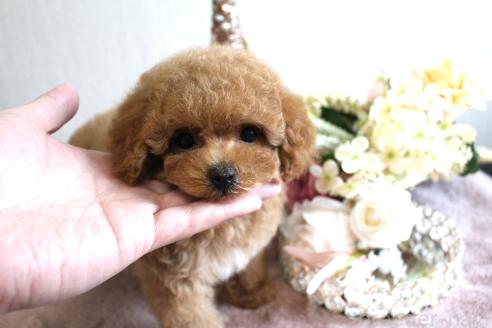 販売中の茨城県のタイニープードル-387334の4枚目