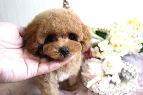 販売中の茨城県のタイニープードル-387334の3枚目