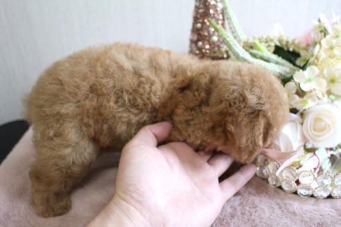 販売中の茨城県のタイニープードル-387334の2枚目