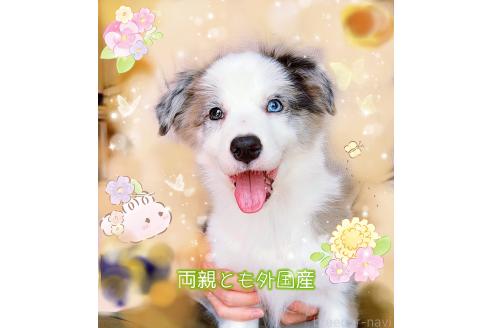 販売中の岐阜県のボーダーコリー-375167