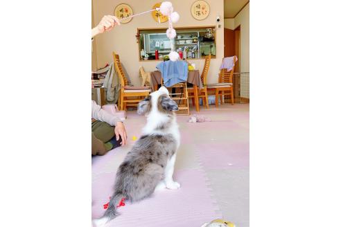 成約済の岐阜県のボーダーコリー-375167の13枚目