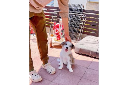 成約済の岐阜県のボーダーコリー-375167の7枚目