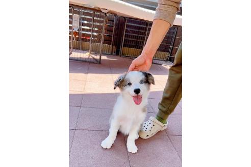 成約済の岐阜県のボーダーコリー-375167の3枚目